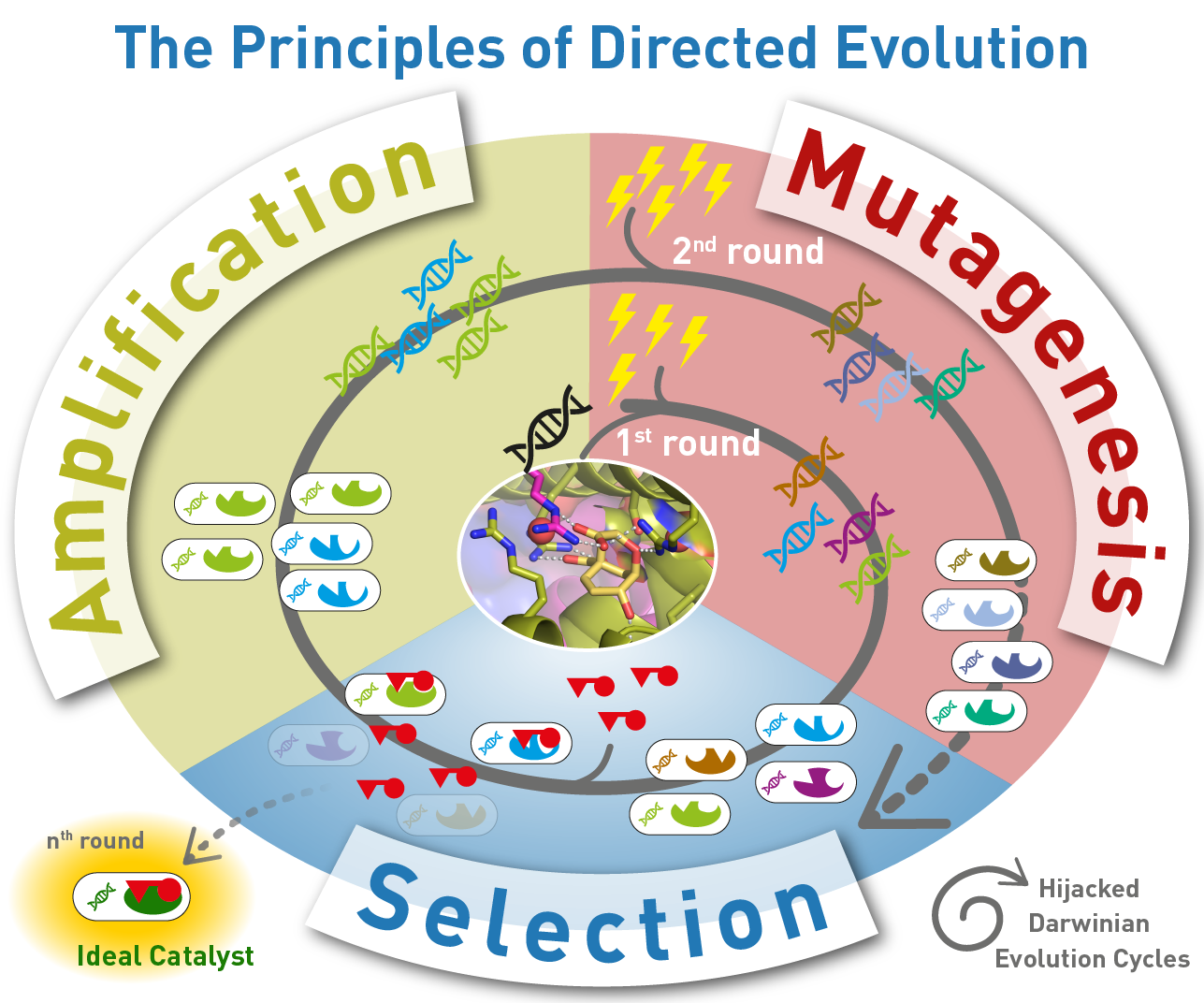 Scheme of catalyst investigation and improvement by directed Darwinian evolution